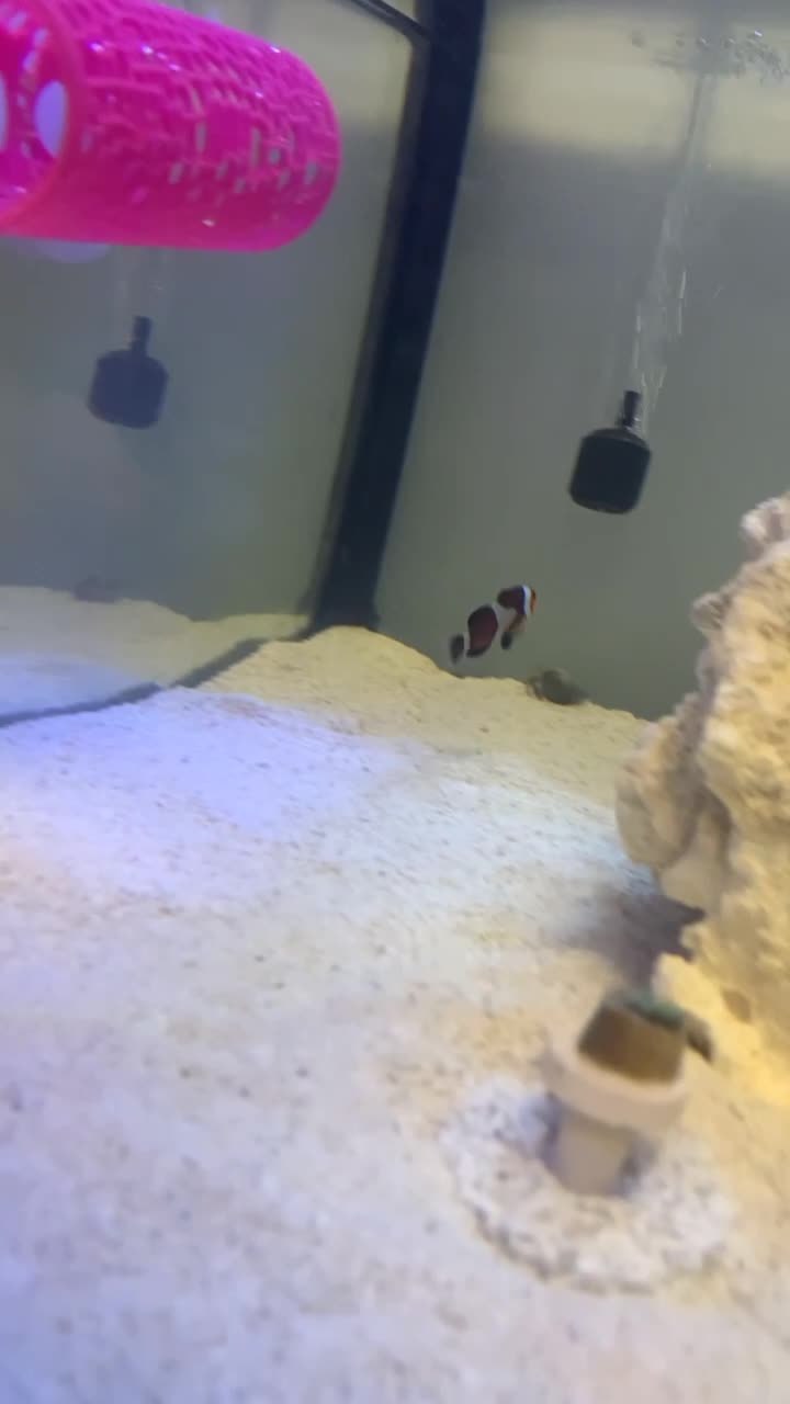Maroon Clownfish