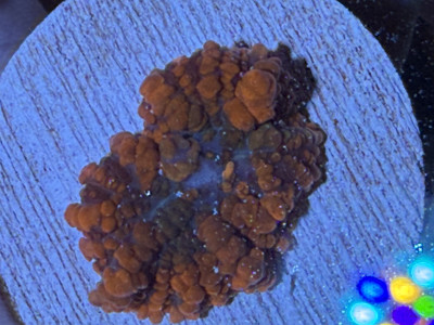 Ranchy Bounce Mushroom