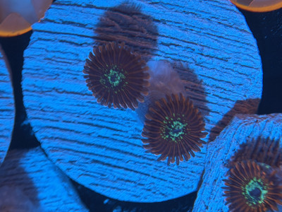 Magician Zoas