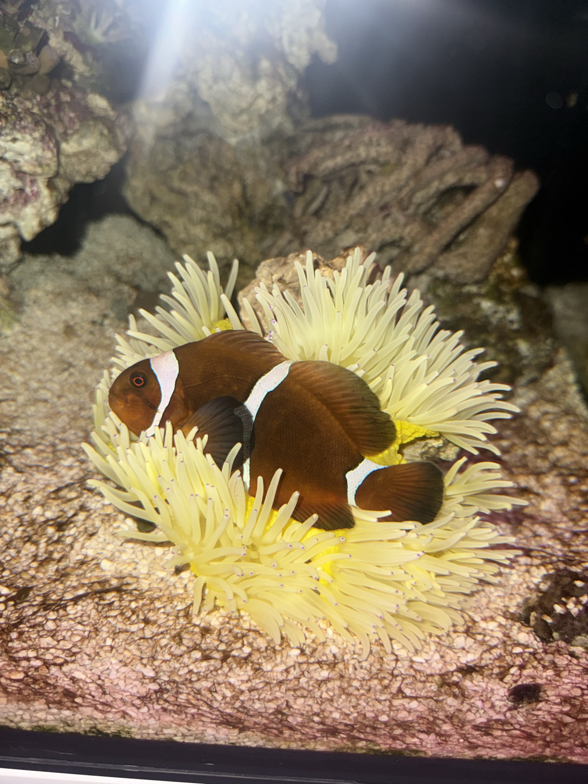 Poisson, clown