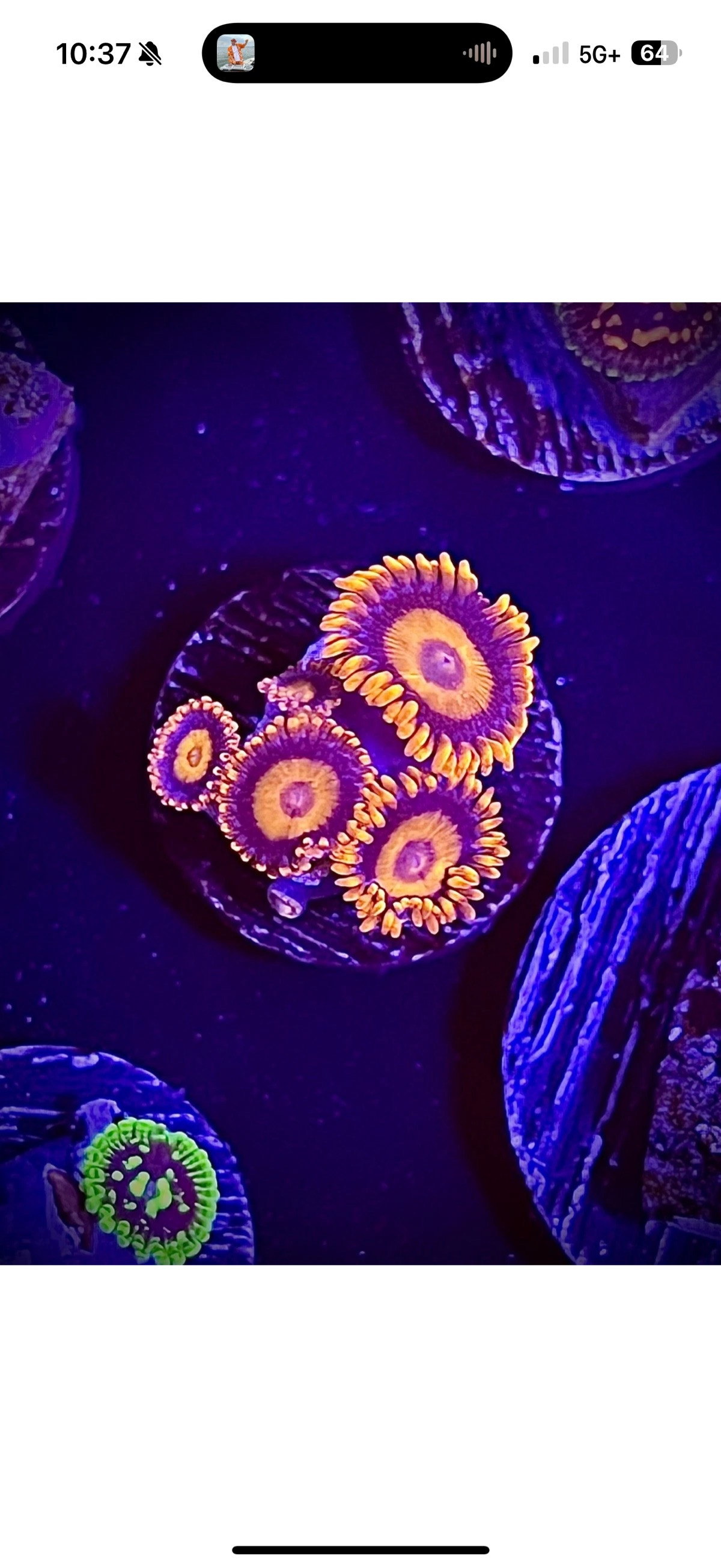 Orange oxide zoa wyswyg