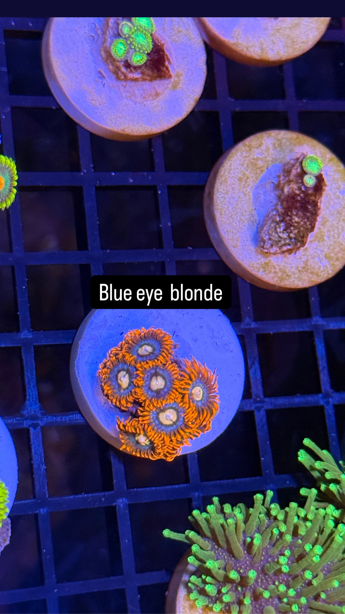 Blue eye blonde zoanthis