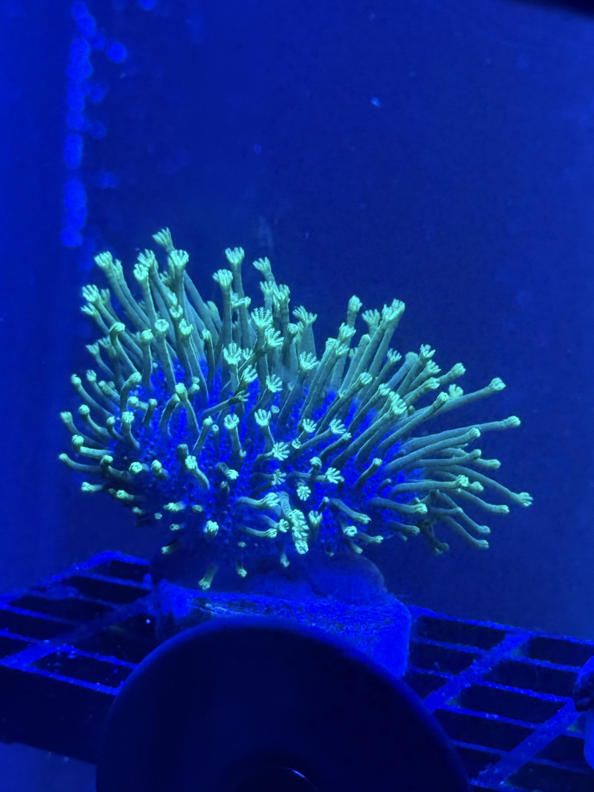 Neon green leather coral