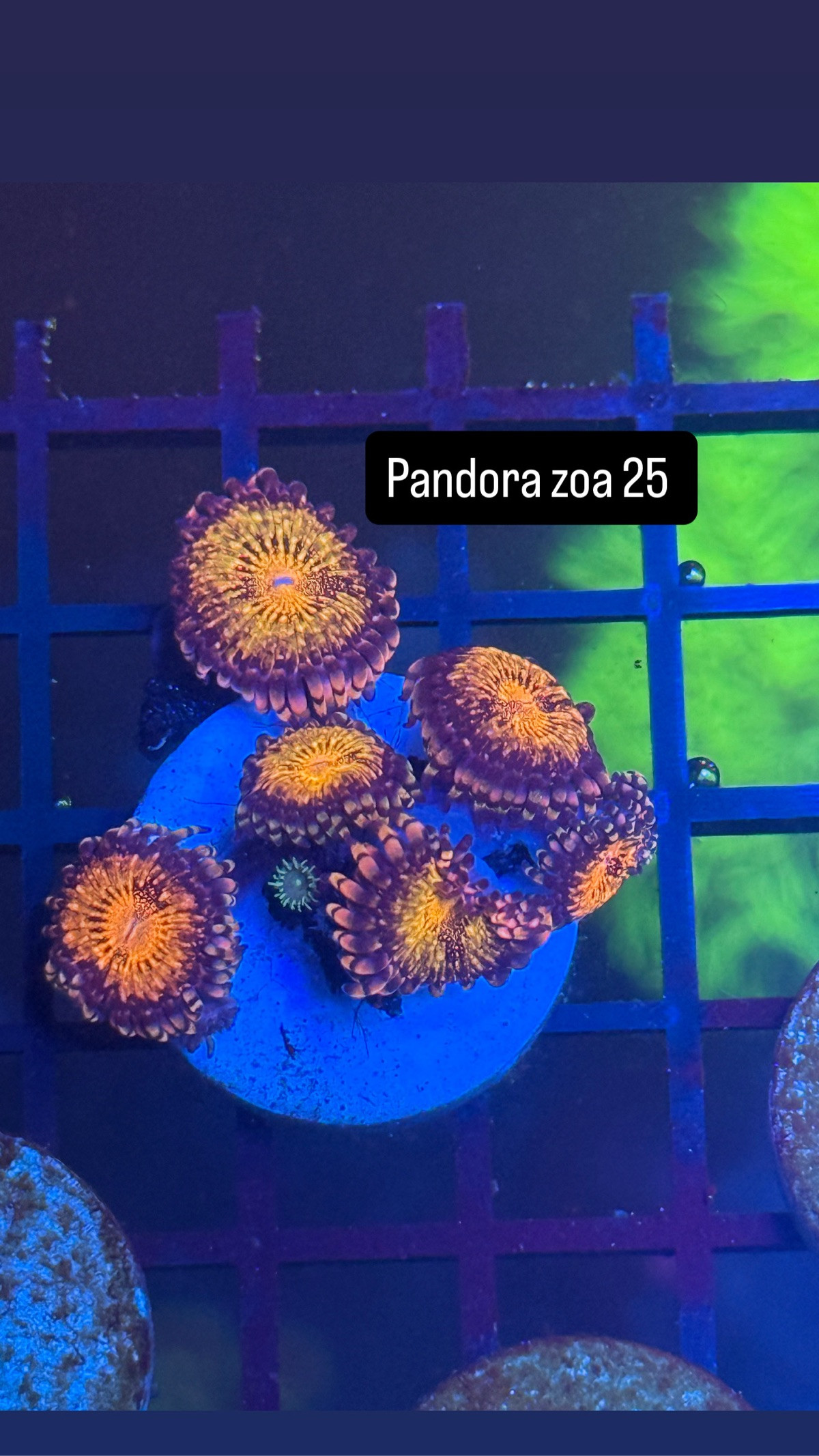 Pandora zoanthis