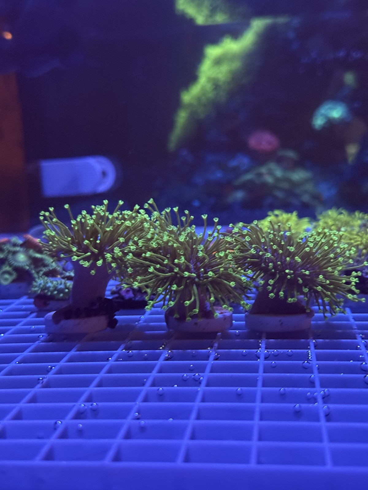 Green leather coral