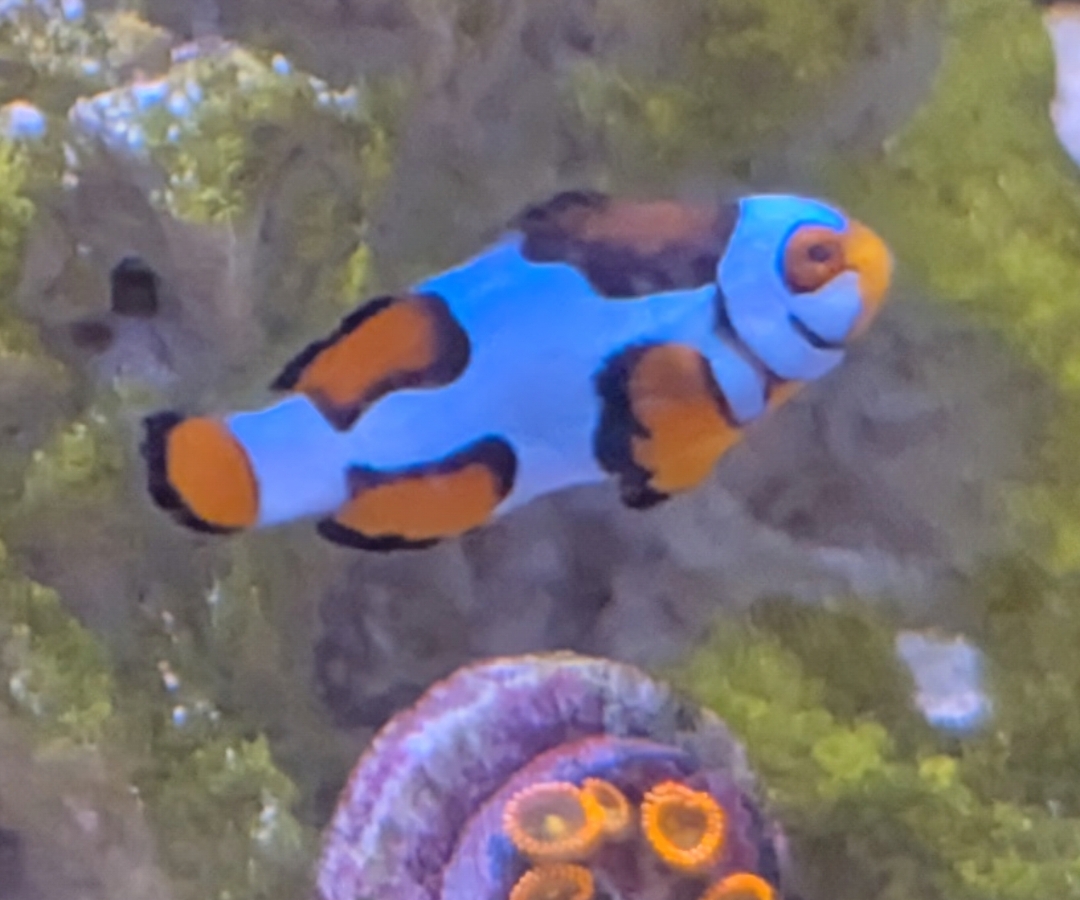 Snow Onyx Clownfish