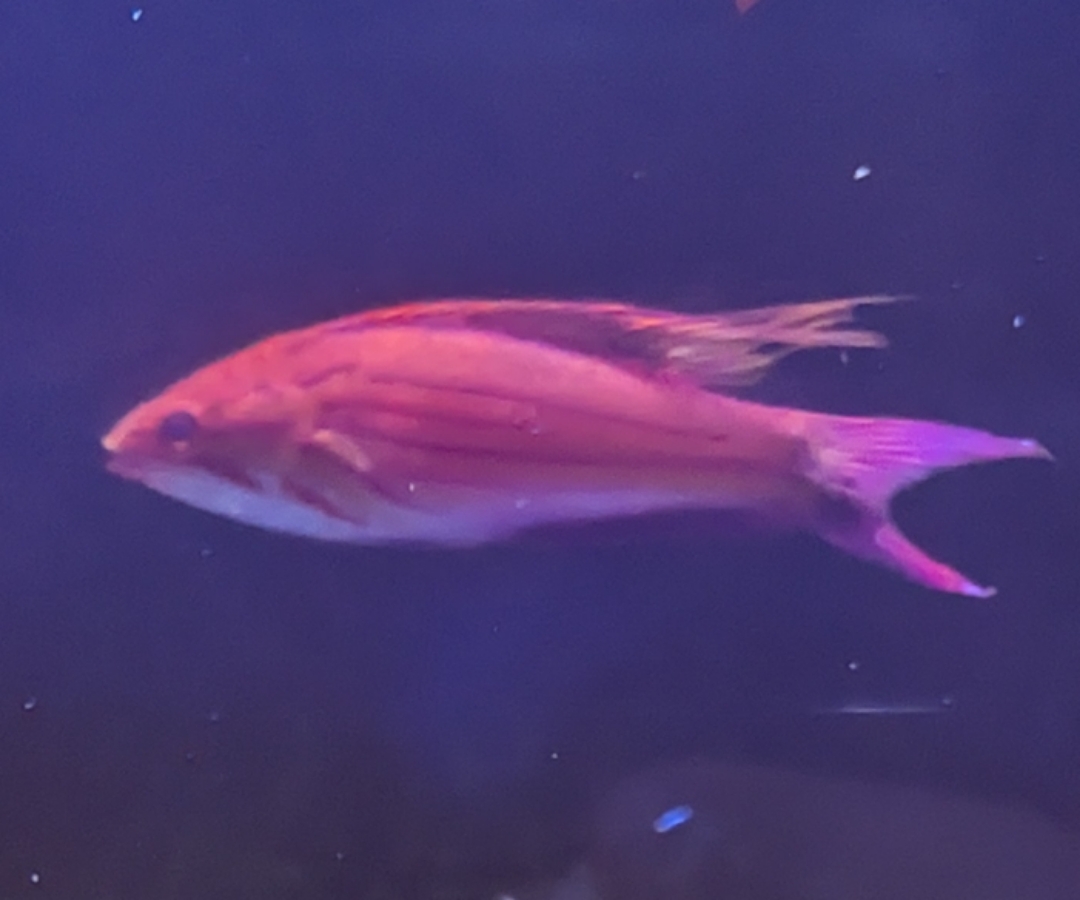 Filamented Flasher Wrasse