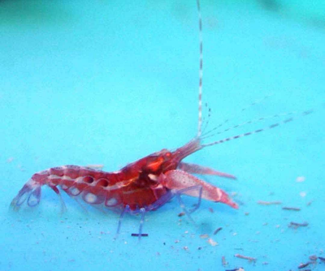 Carribean Scarlet Pistol Shrimp