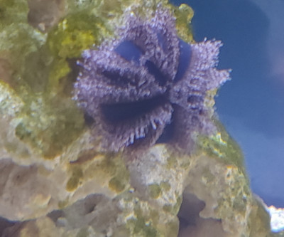 Invertebrate Library Preview