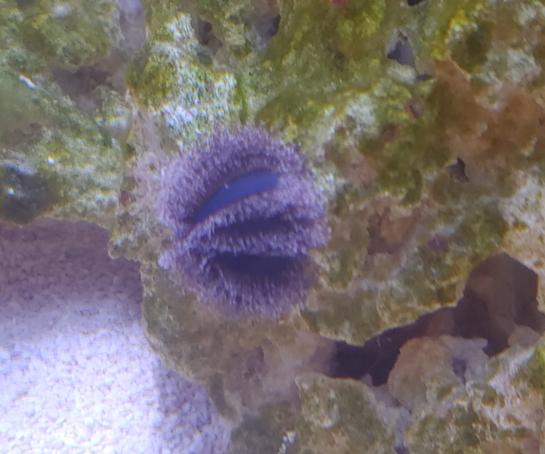 Tuxedo Urchin