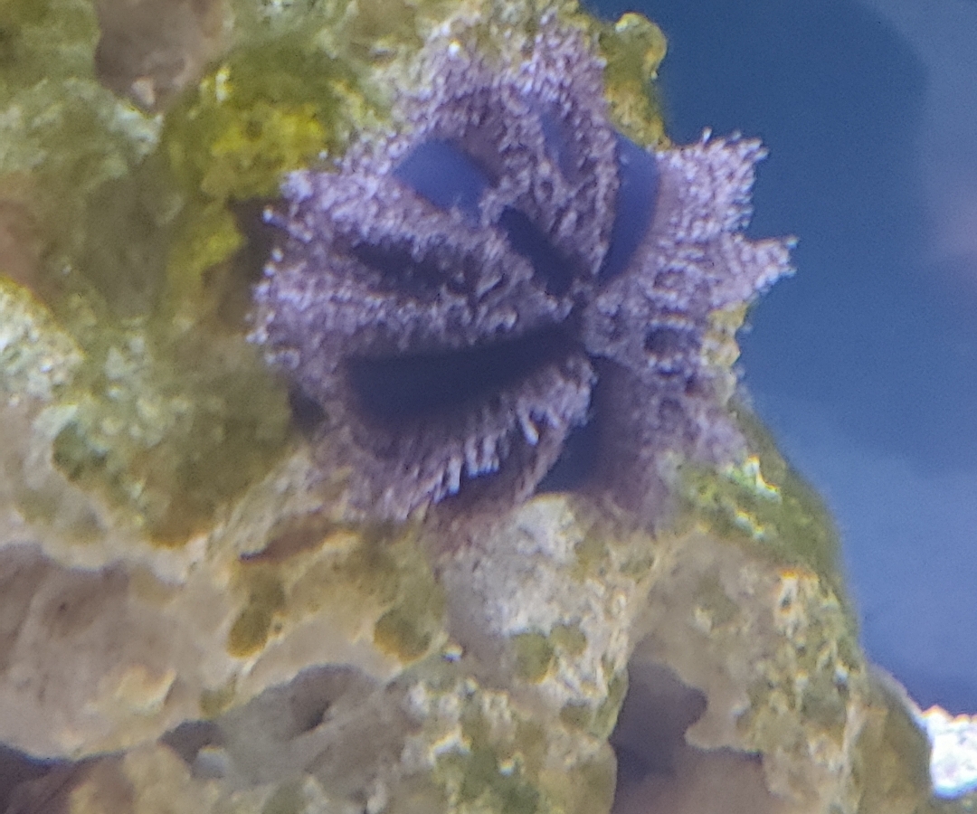 Tuxedo Urchin