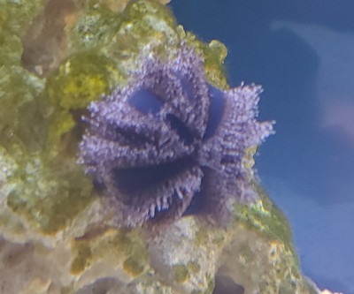 Invertebrate Library Preview