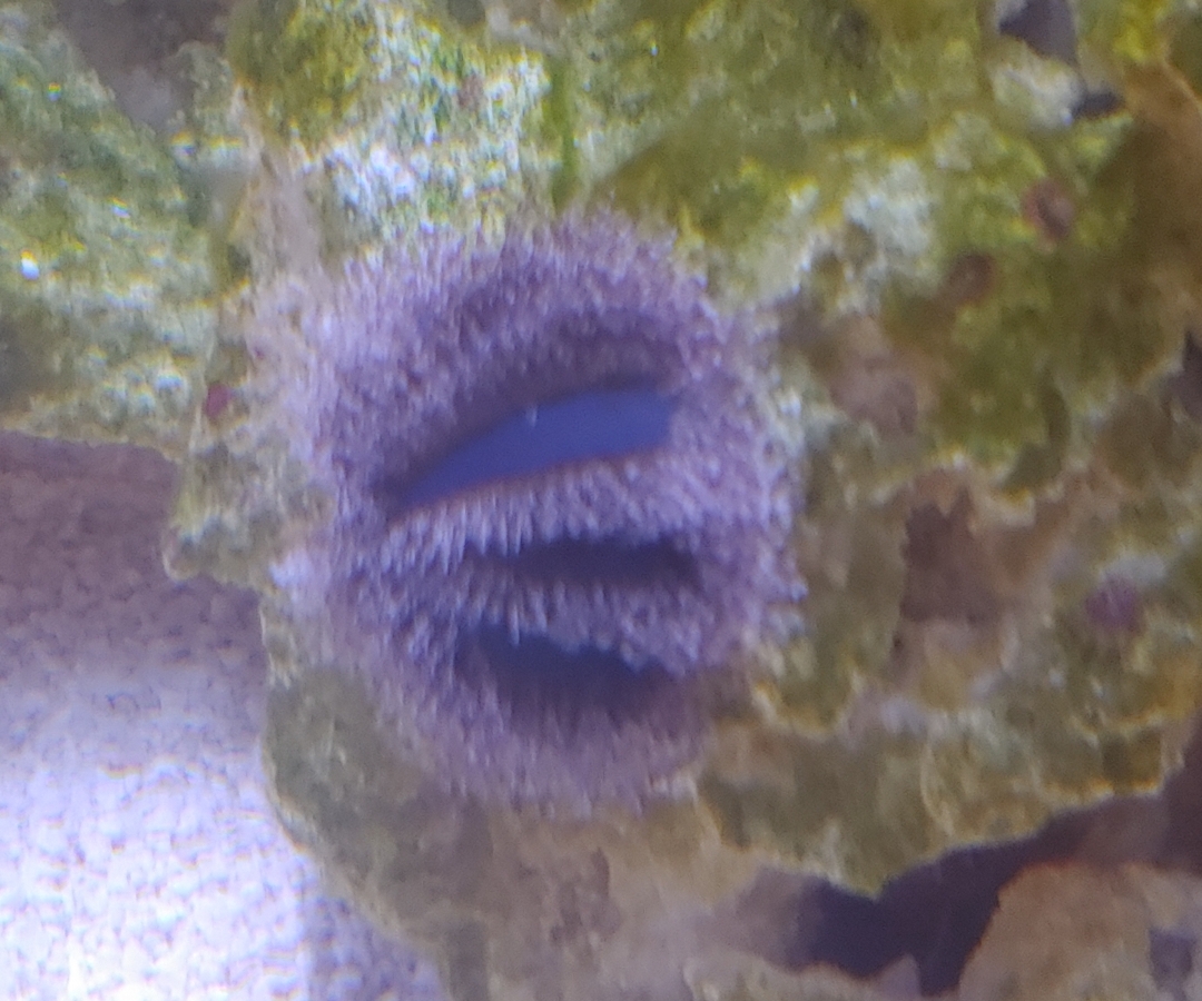 Blue Tuxedo Urchin
