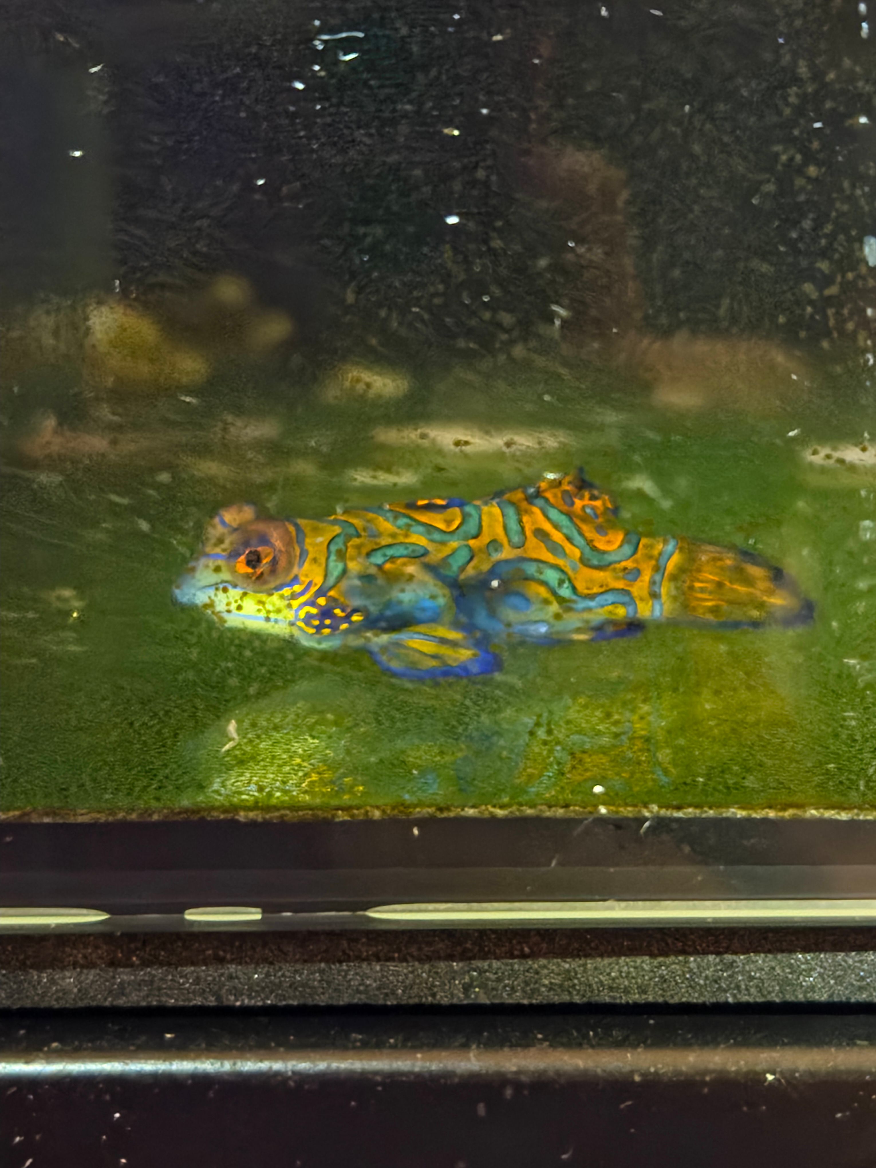 Green Mandarin