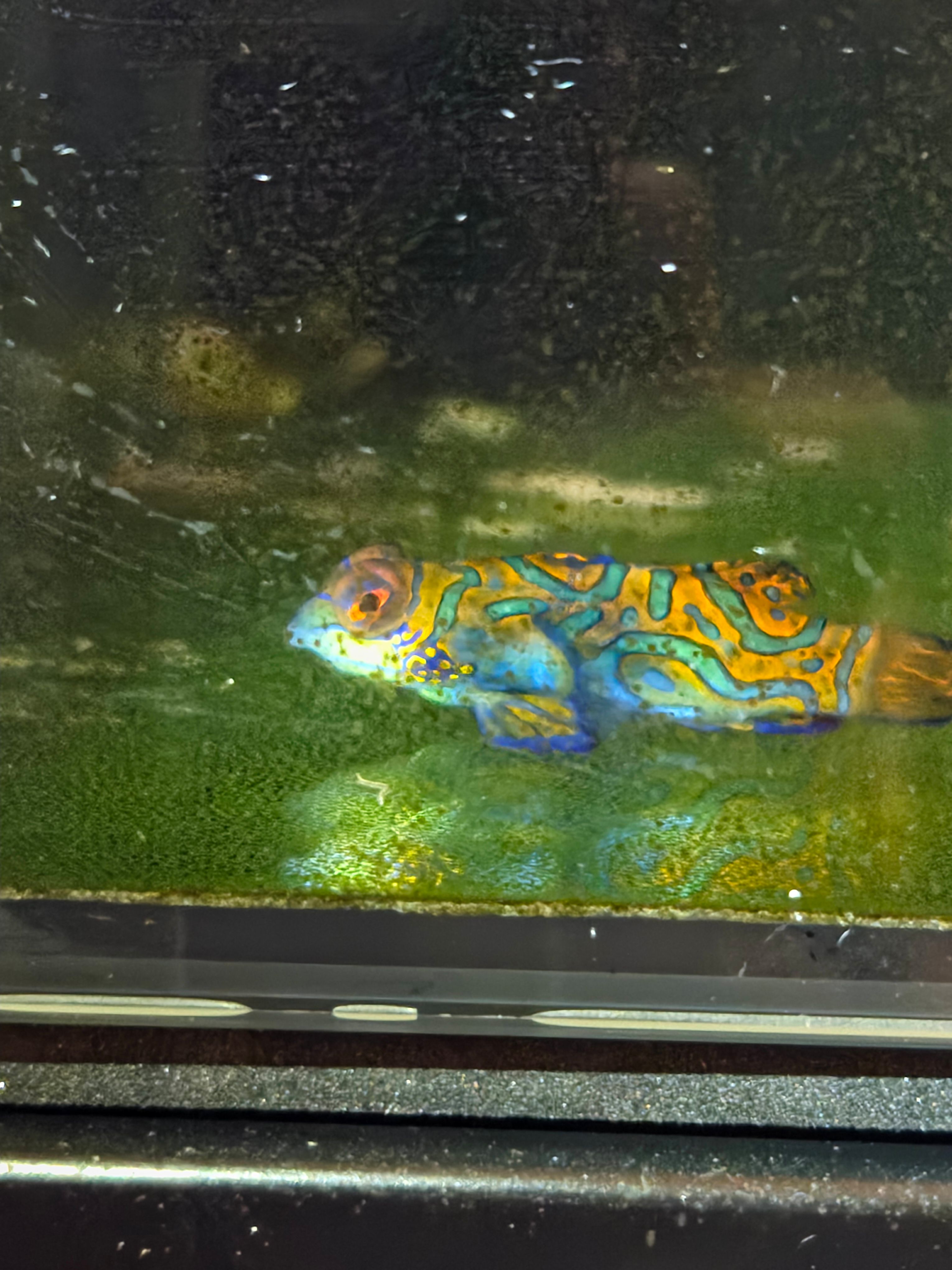 Green Mandarin