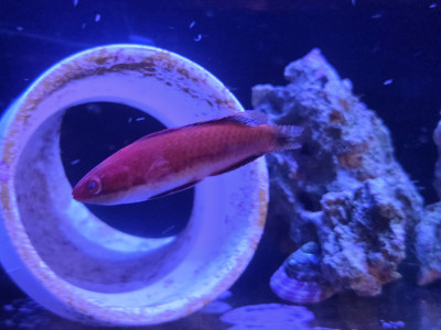 Red Fin Fairy Wrasse