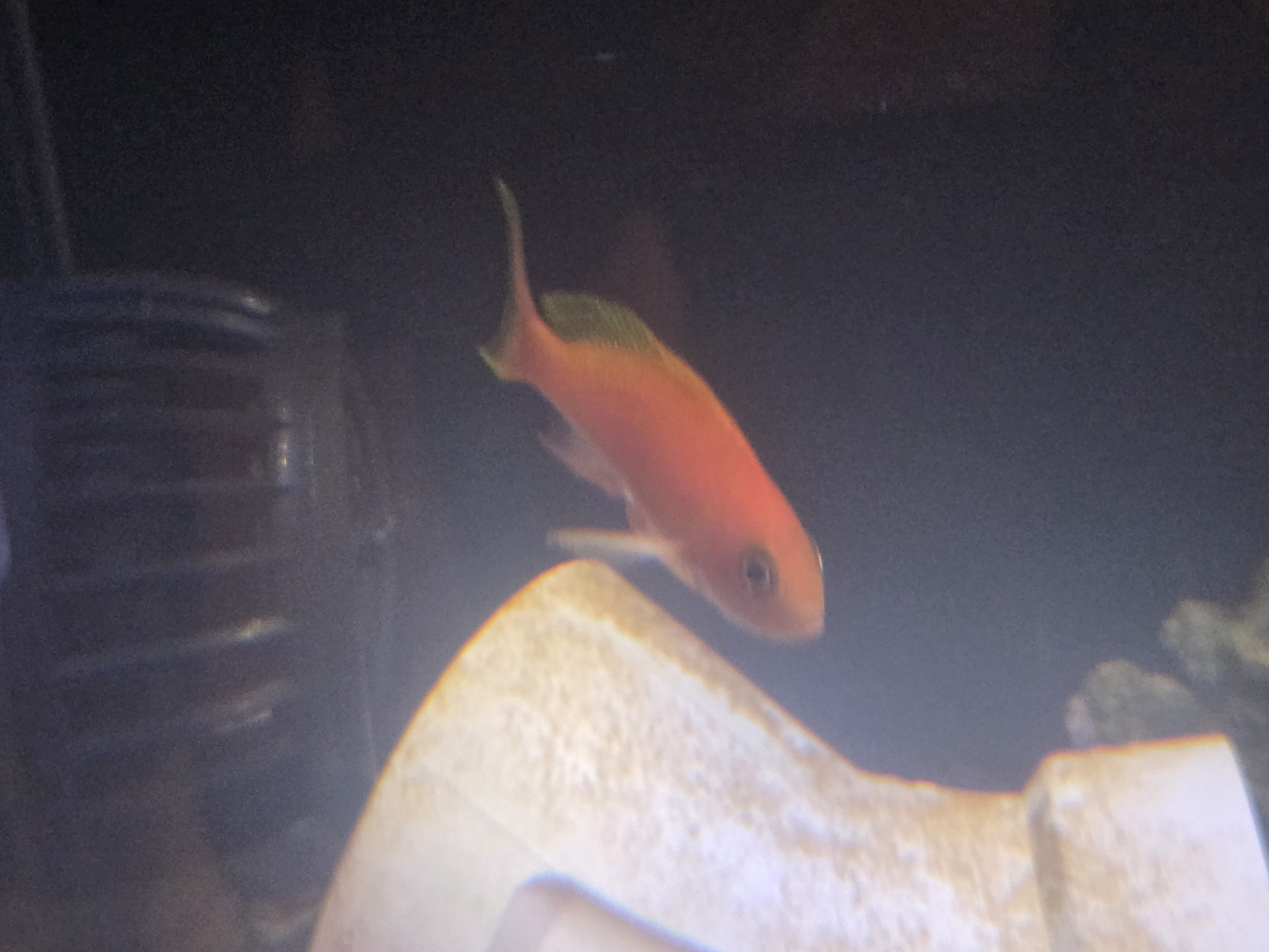 Respledent Anthias