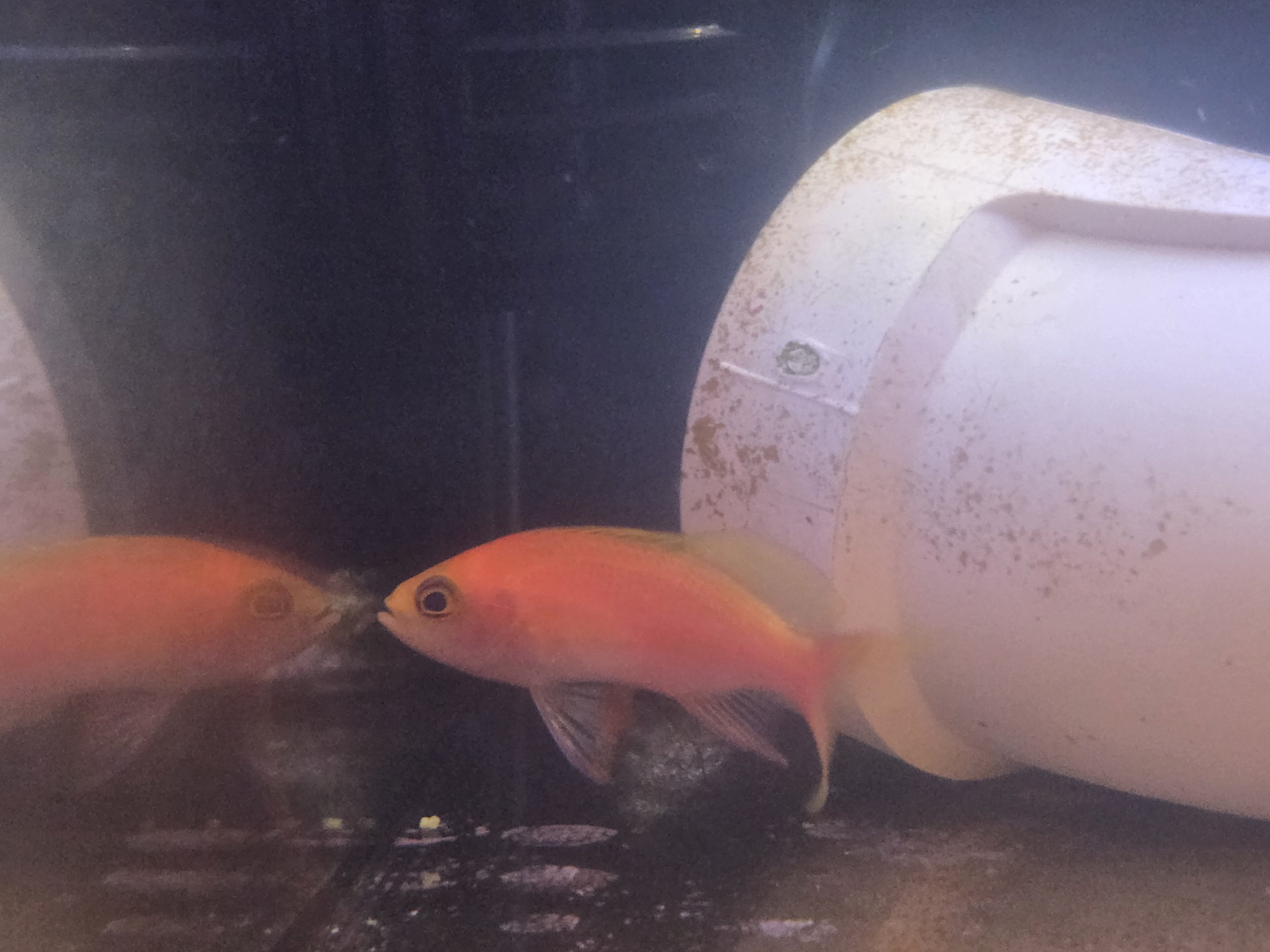 Respledent Anthias
