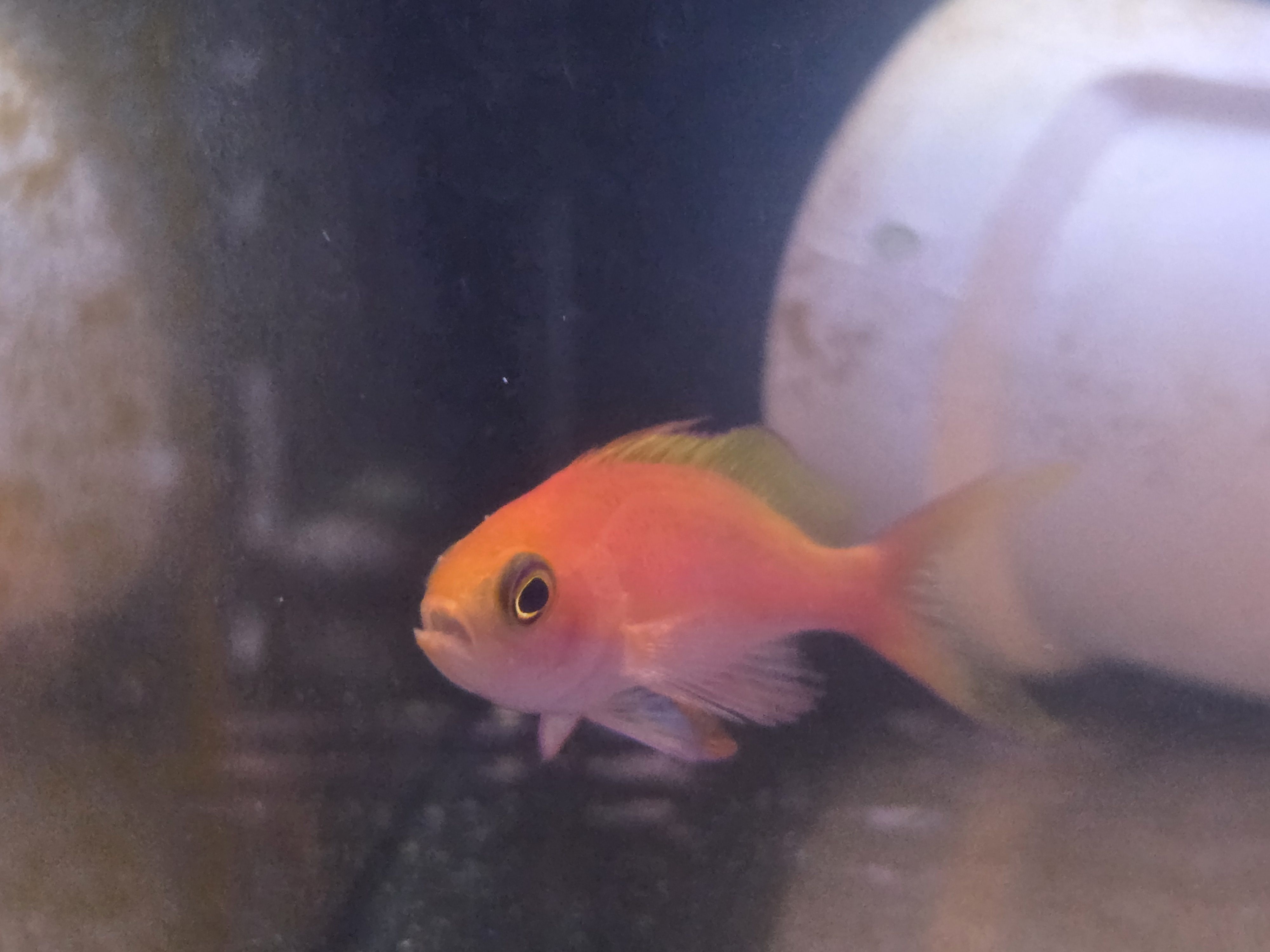 Respledent Anthias