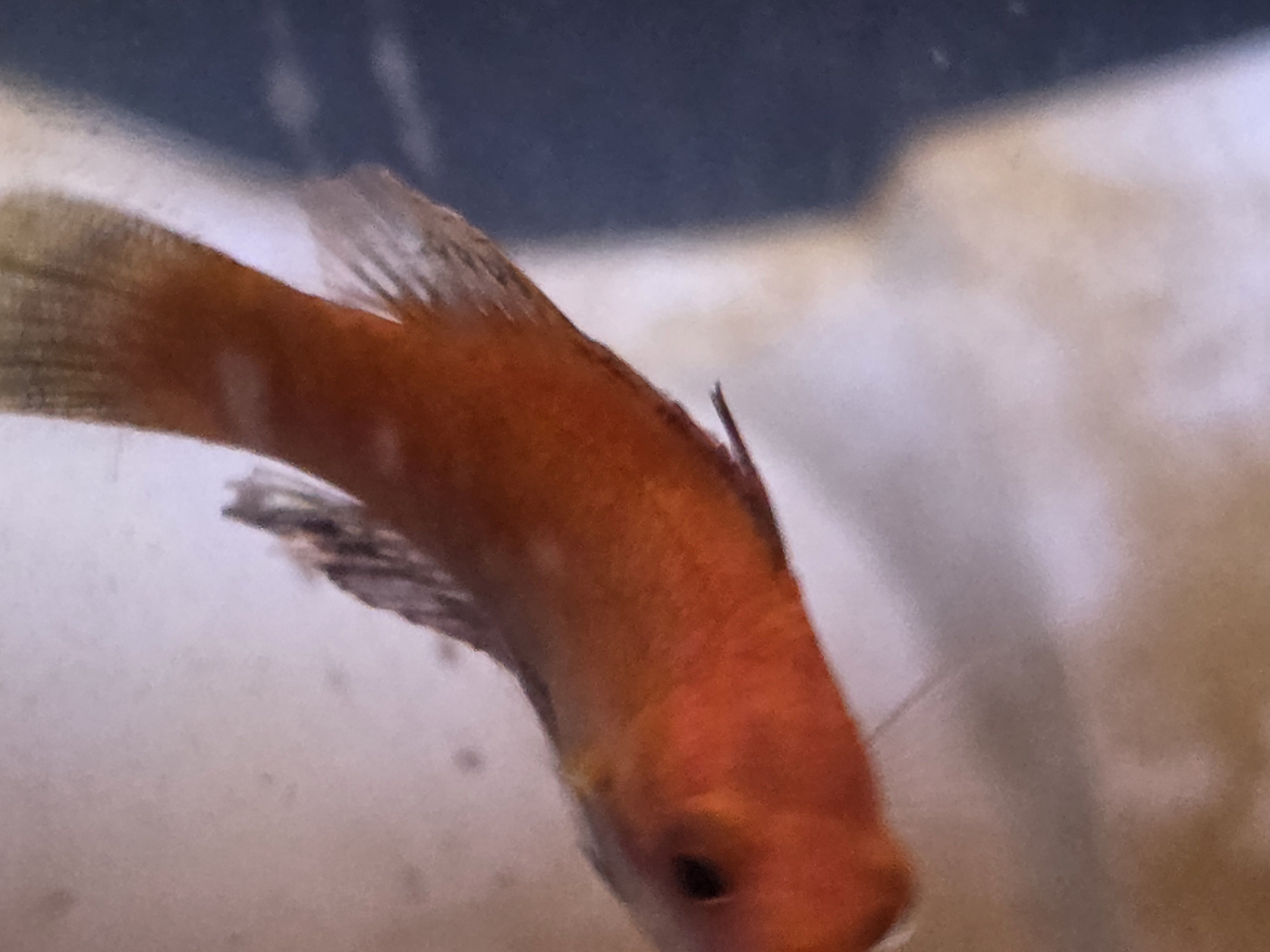 Ruby Longfin Fairy Wrasse