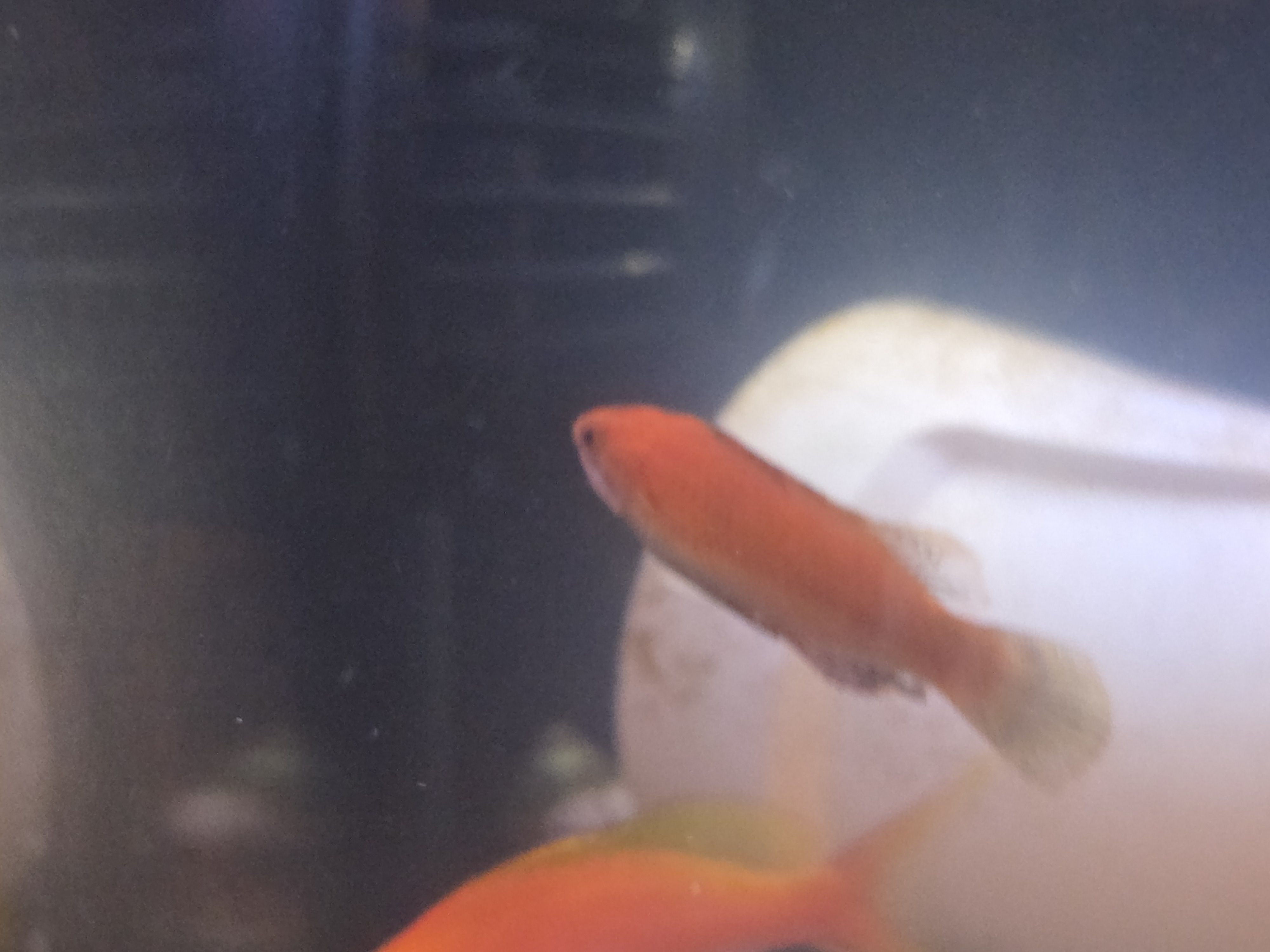 Ruby Longfin Fairy Wrasse
