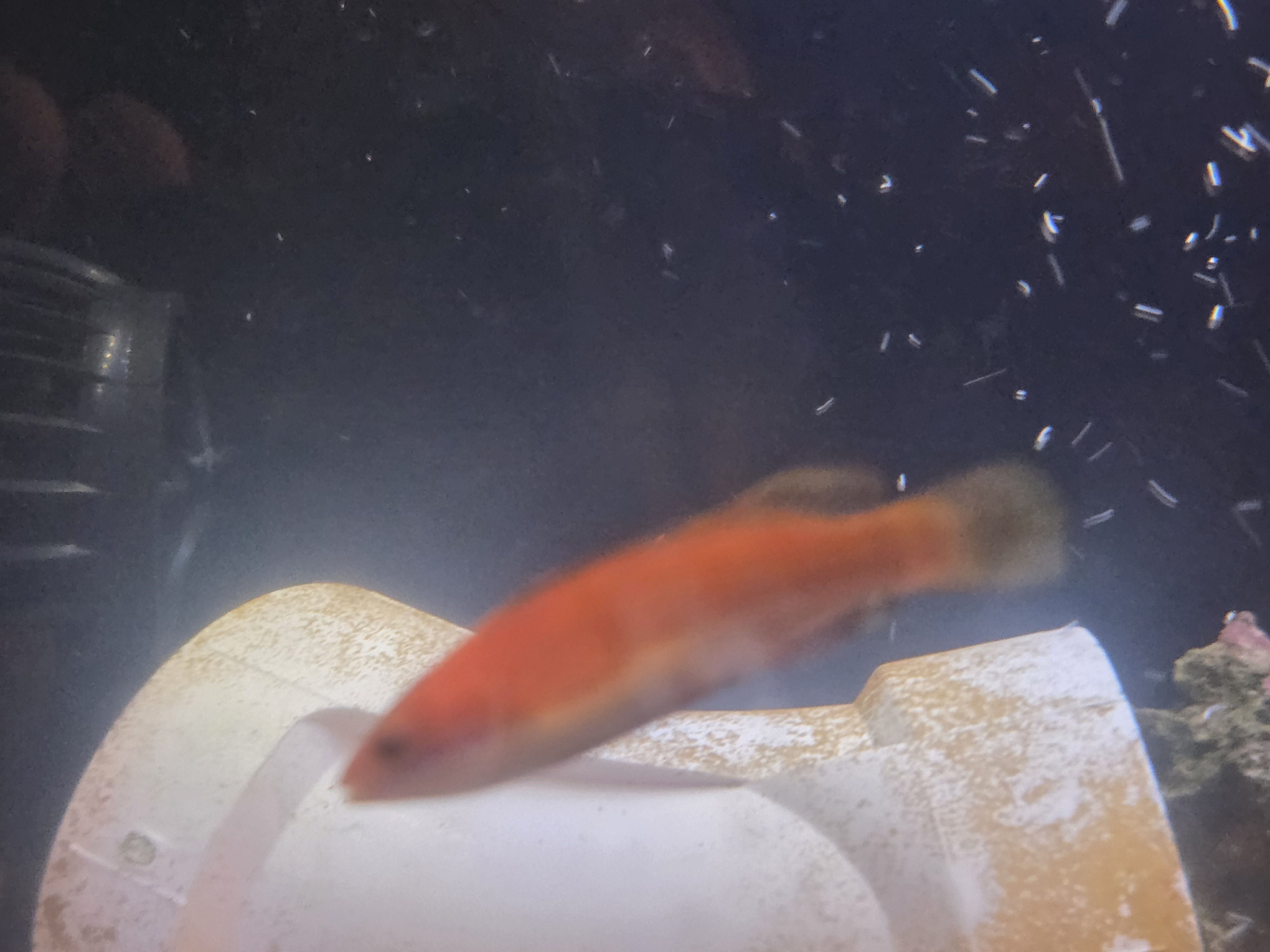 Ruby Longfin Fairy Wrasse