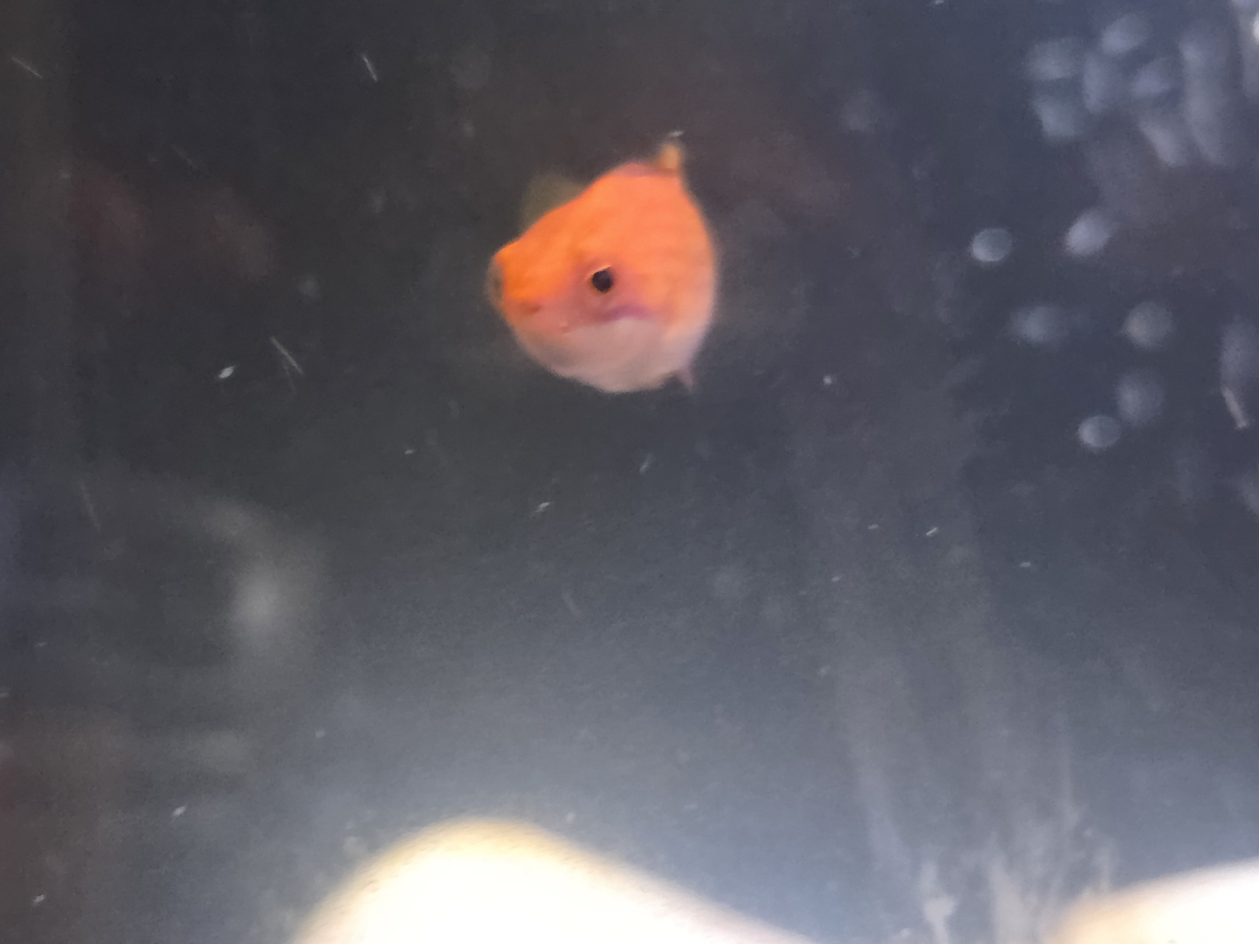 Ruby Longfin Fairy Wrasse