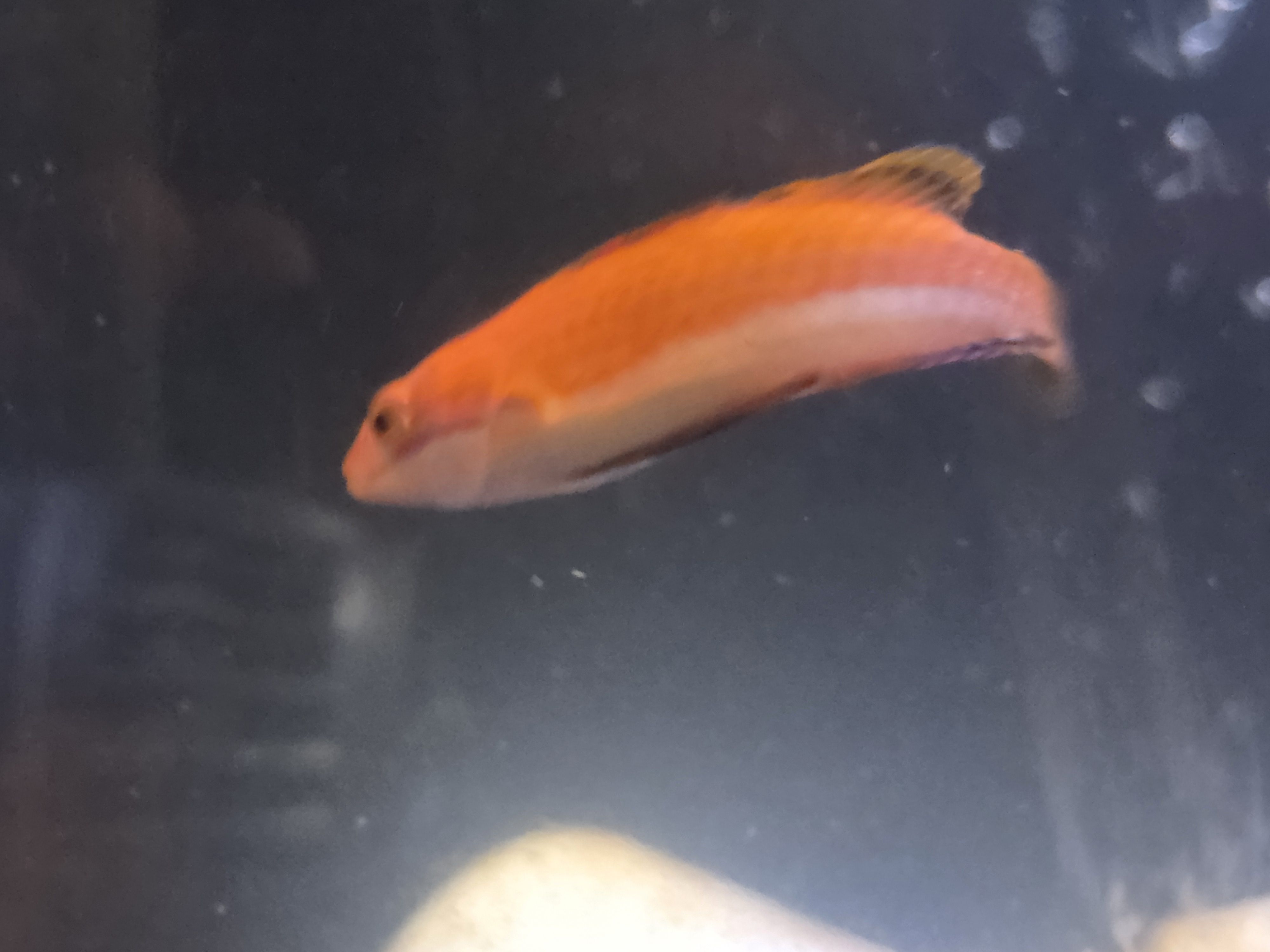 Ruby Longfin Fairy Wrasse