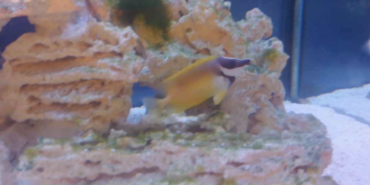 Foxface Rabbitfish