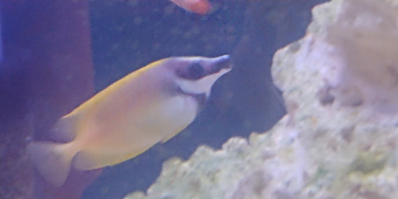 Foxface Rabbitfish