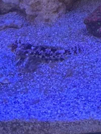 Scooter blenny