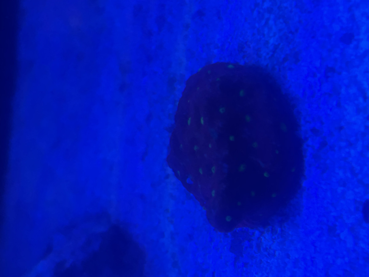 Red favites