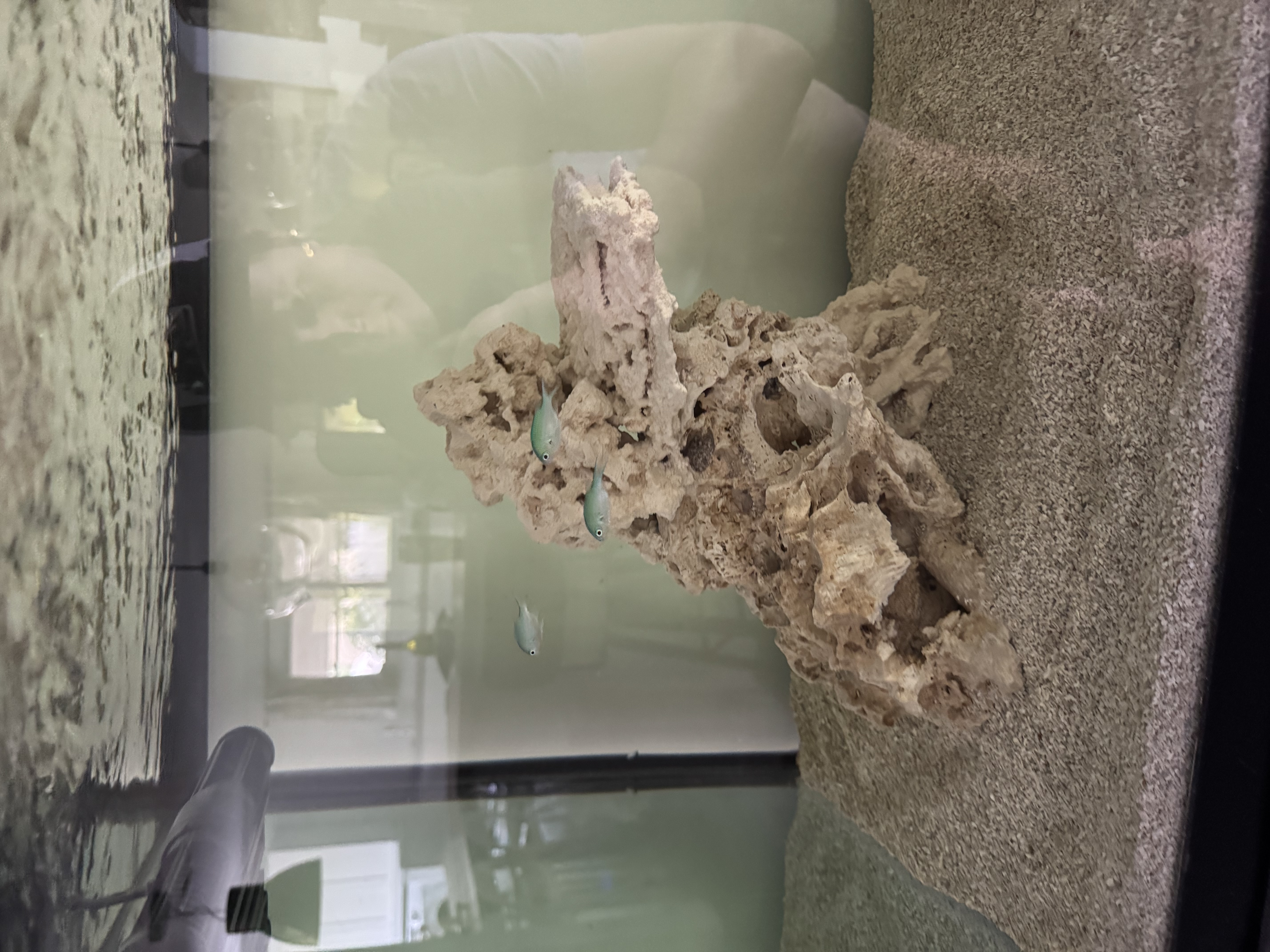 Chromis Viridis