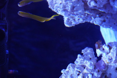 Fish Library Preview
