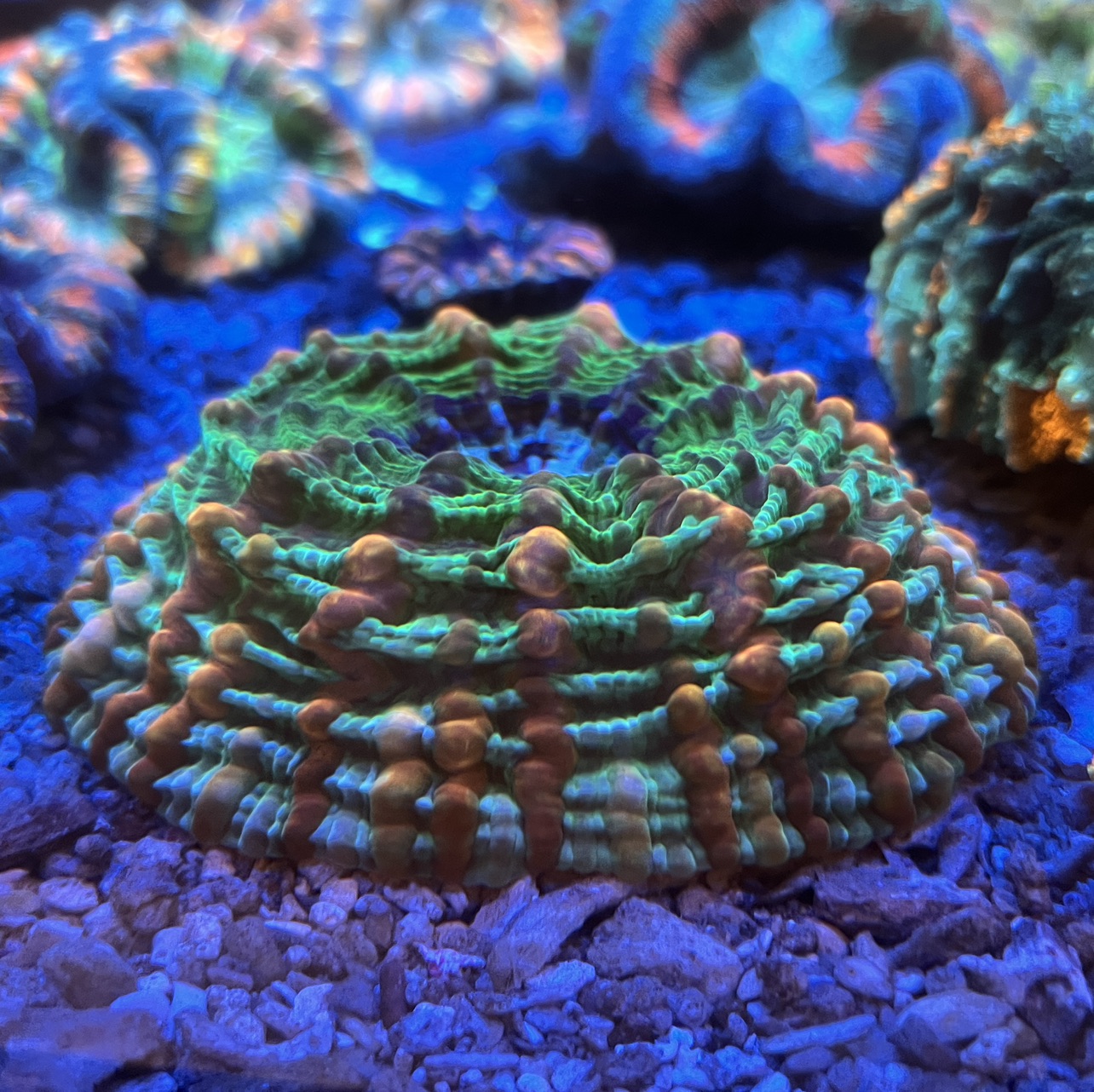 Indophyllia