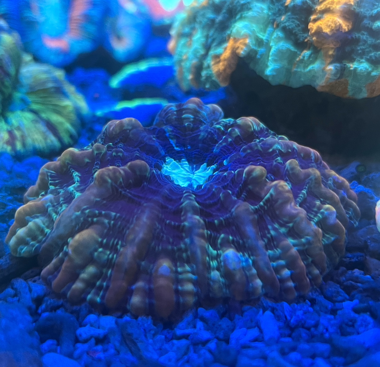 Indophyllia