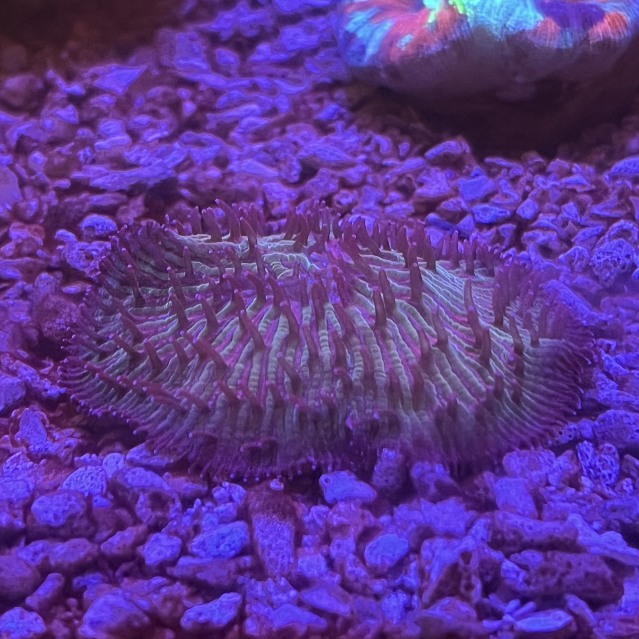 Fungia Plate