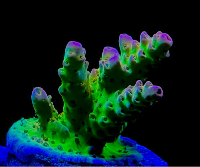 PC Rainbow Acropora