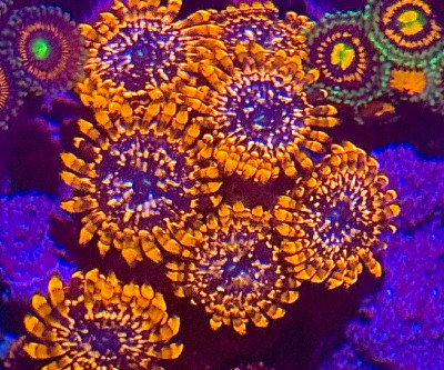 Coral Library Preview