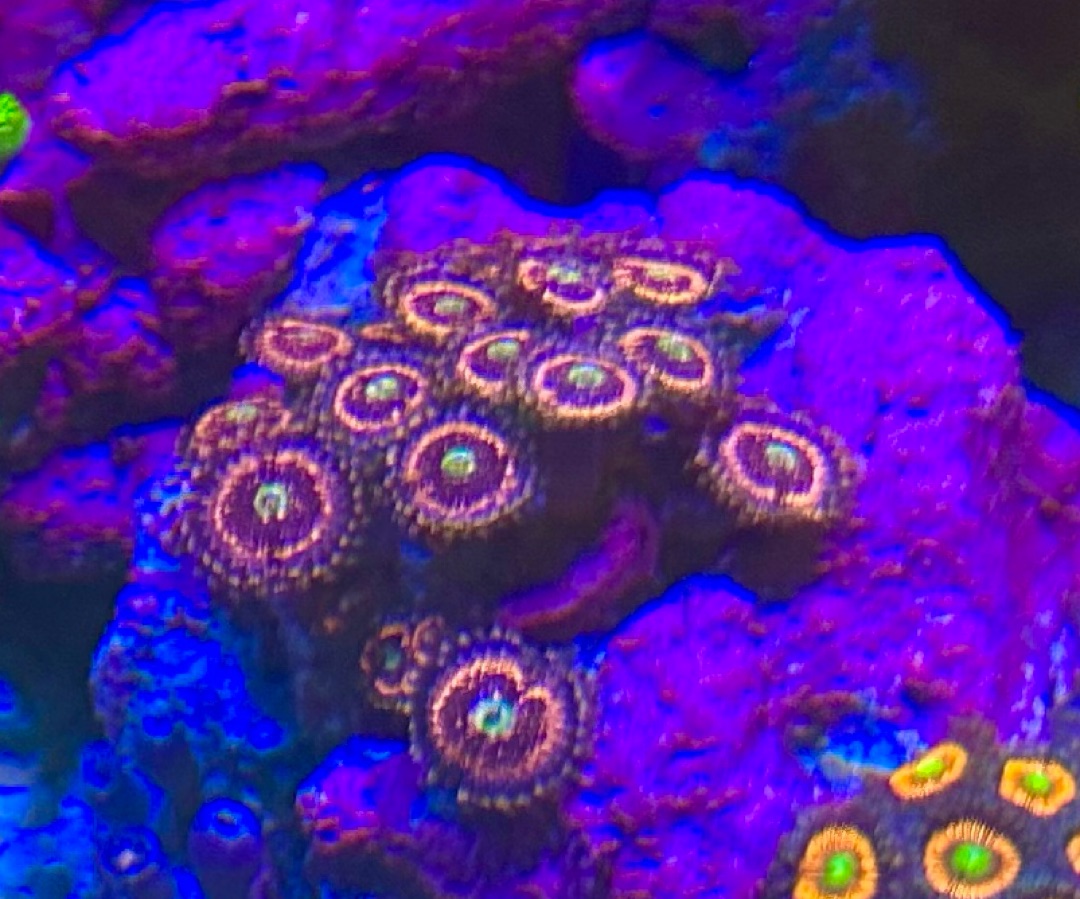 Zoa ‘pink Zipper’