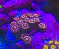 Zoa ‘pink Zipper’