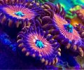 Zoa ‘magicians’