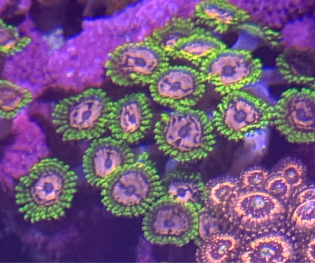 Purple Monster Zoas