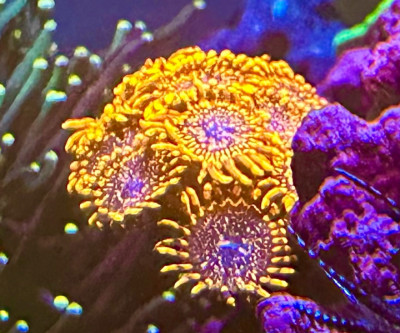 Coral Library Preview