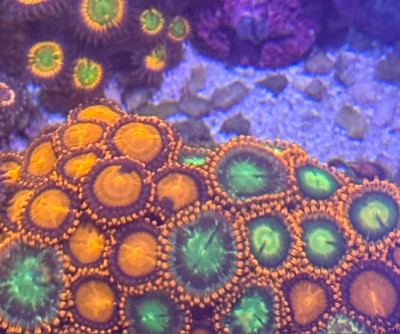 Coral Library Preview