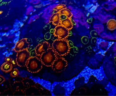 Coral Library Preview