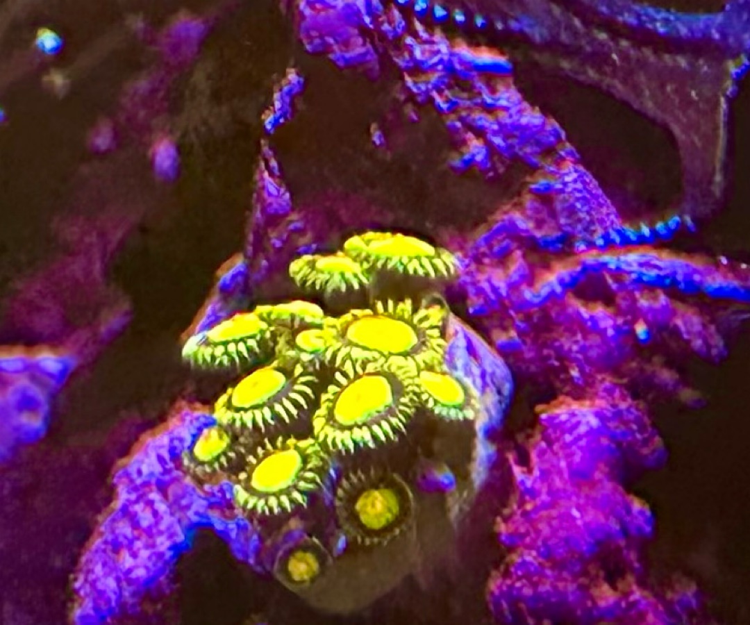 King Midas Zoanthids