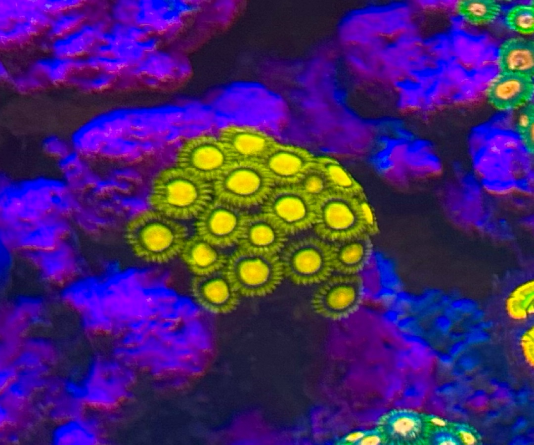 King Midas Zoanthids