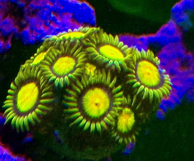 Coral Library Preview