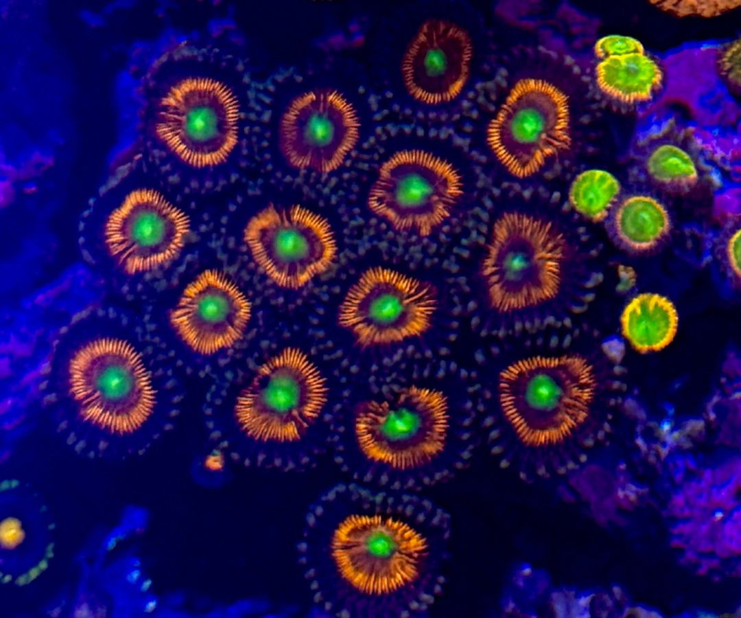 Everlasting Gobstopper Zoanthid